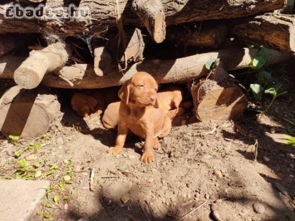 drótszőrű magyar vizsla kölykök