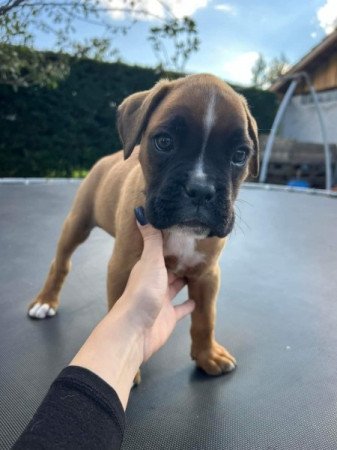 Boxer