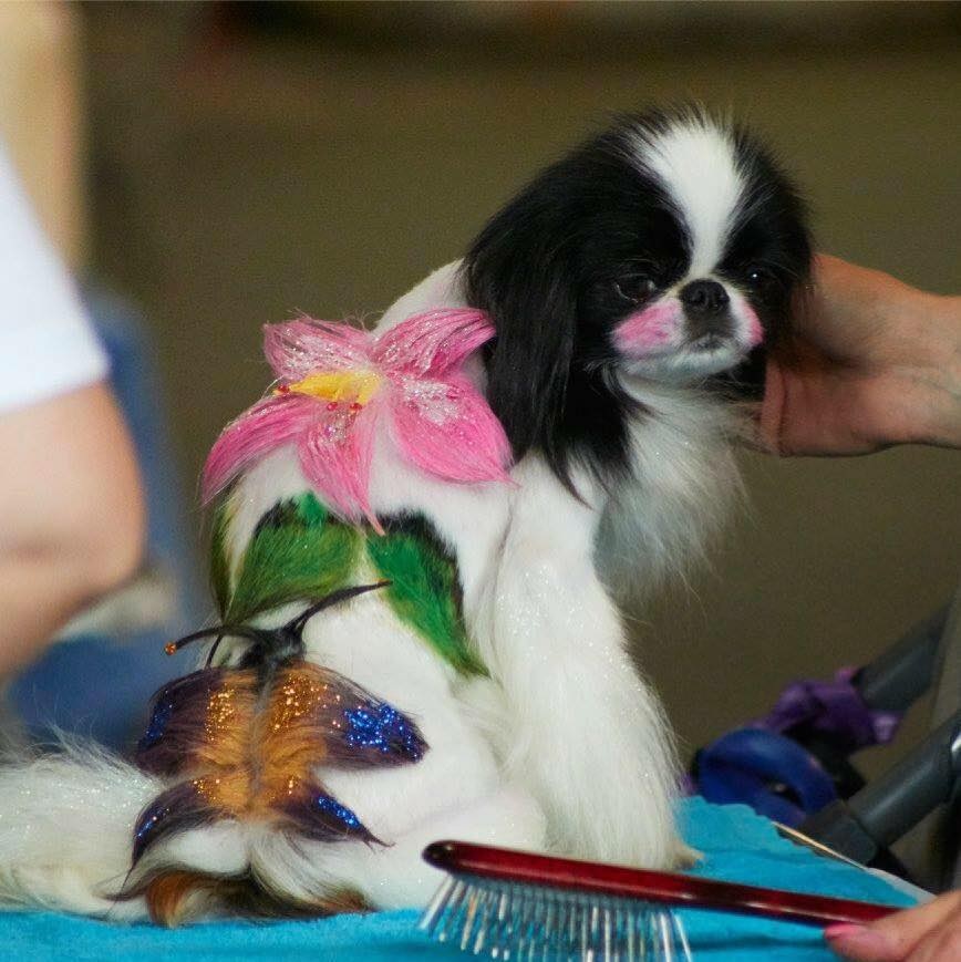 Lajta Star DogSPA Kutyakozmetika Hundesalon