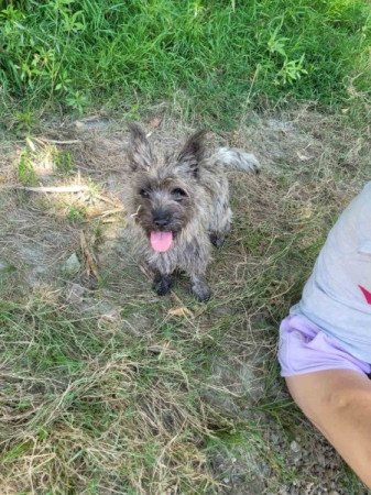 Cairn terrier