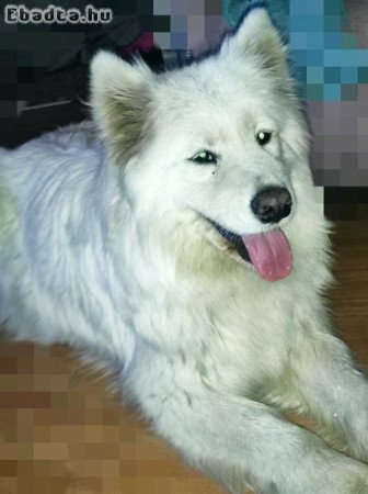 Samoyede / Szamojéd babák