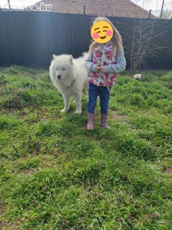 Samoyede / Szamojéd babák