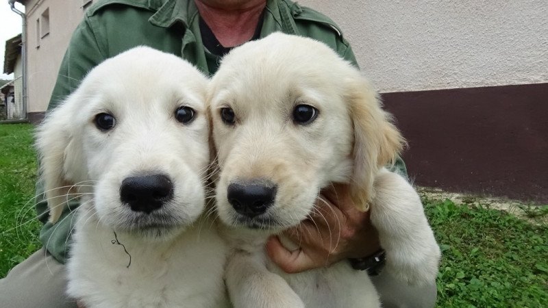 Golden retriever