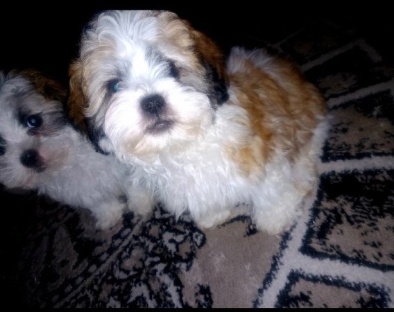 Bichon Havanese