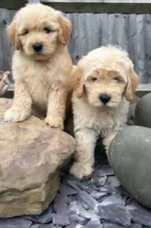 Golden retriever +uszkár =goldendoodle