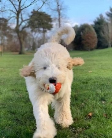 Golden retriever +uszkár =goldendoodle