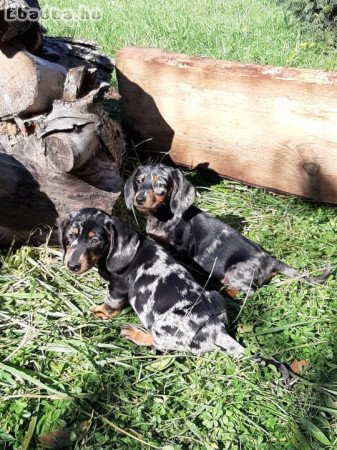 harlekin, Csoki barna eladó tacskó törpe-standard