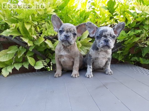 eladó francia bulldog blue fawn merle