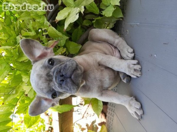 eladó francia bulldog blue fawn merle