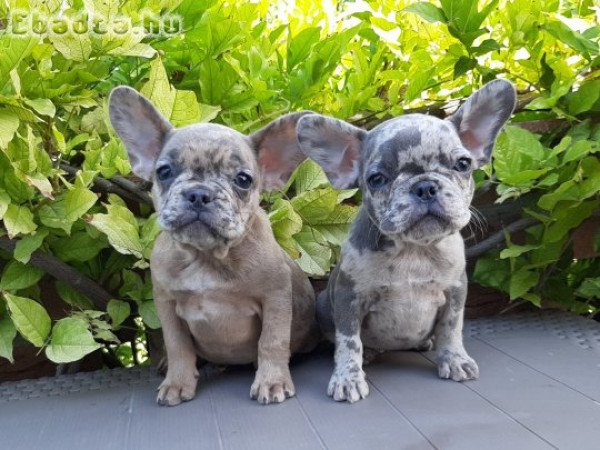 eladó francia bulldog blue fawn merle