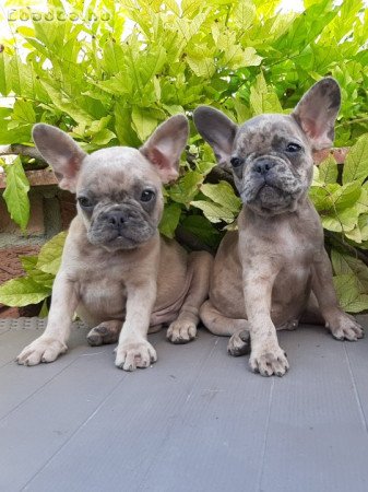 eladó francia bulldog blue fawn merle