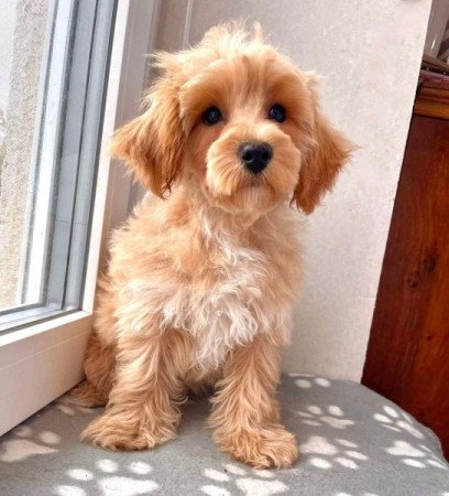 Maltipoo maltai ed torpe uszkar