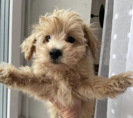 Maltipoo maltai es torpe uszkar