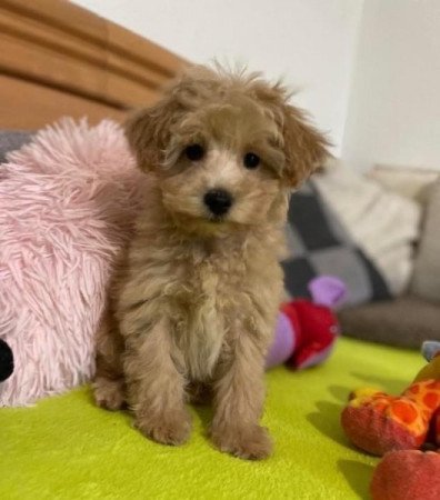 Maltipoo maltai es torpe uszkar