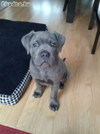 Cane corso puppies for sale