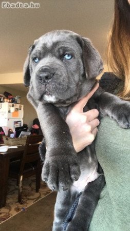 Cane corso puppies for sale