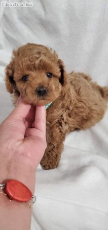 Bobi a szépséges maltipoo kisfiú