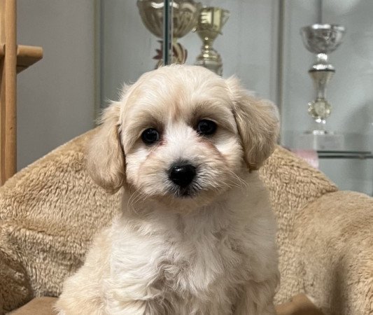 Maltipoo