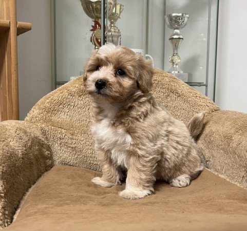 Maltipoo