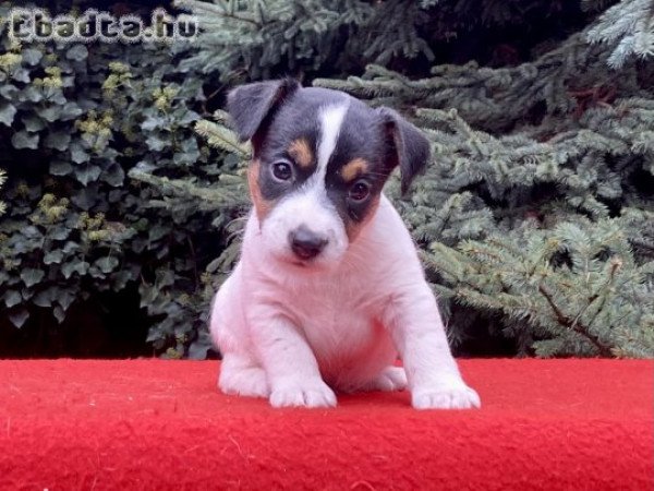 Jack russell terrier kölykök