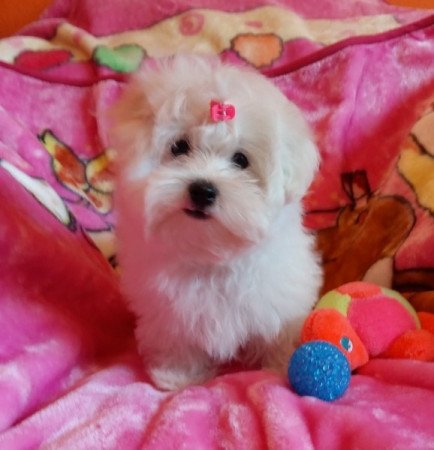 Bichon Havanese