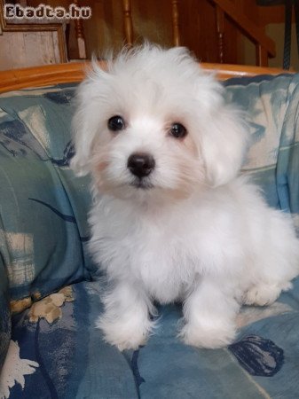 máltai selyemkutya eladó ( nem maltipoo)