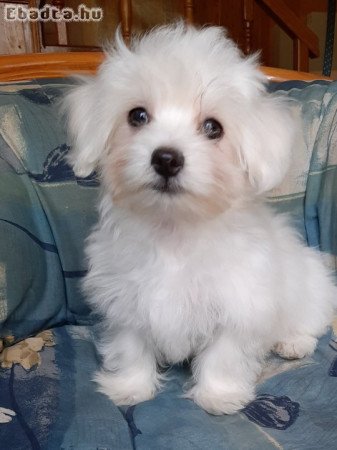 máltai selyemkutya eladó ( nem maltipoo)