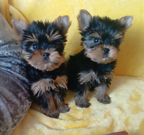 Yorkshire terrier