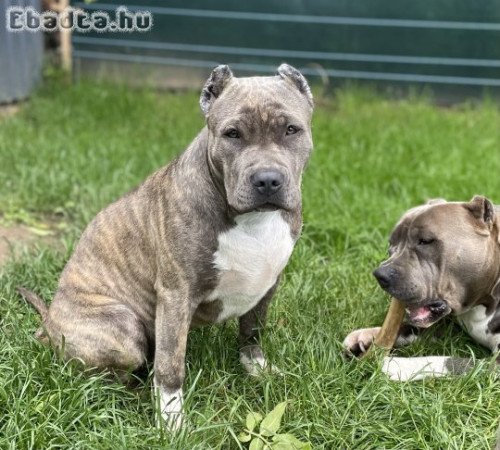 ABKC American Bully XL brindle (kék-barna) kislány