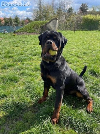 Rottweiler 2 éves kan