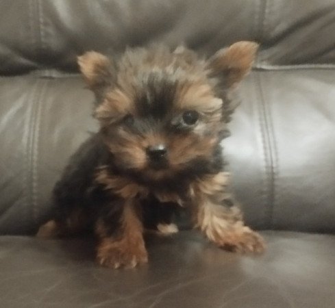 Yorkshire terrier