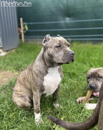 ABKC American Bully XL brindle (kék-barna) kislány