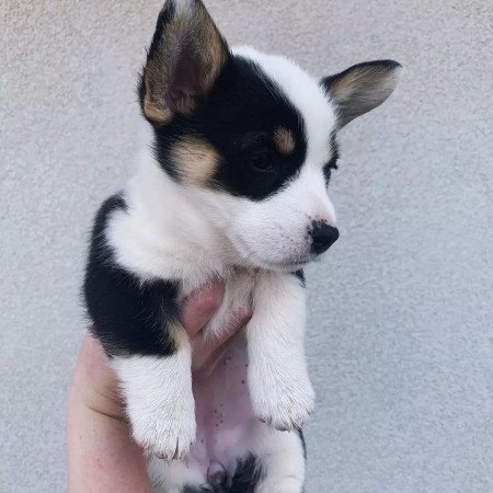 Gyönyörű Pembroke Welsh Corgi kölykök.