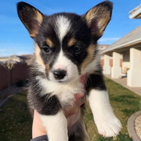 Gyönyörű Pembroke Welsh Corgi kölykök.