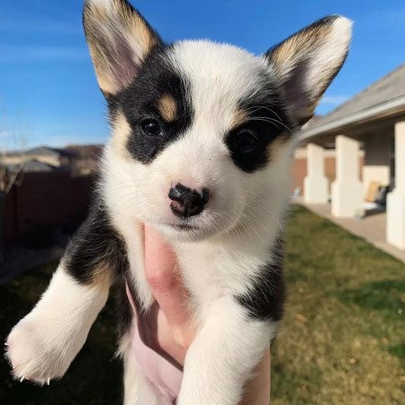 Gyönyörű Pembroke Welsh Corgi kölykök.