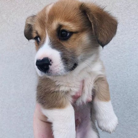 Gyönyörű Pembroke Welsh Corgi kölykök.