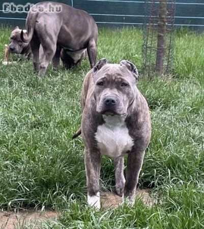 ABKC American Bully XL brindle (kék-barna) kislány