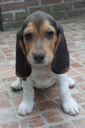 beagle