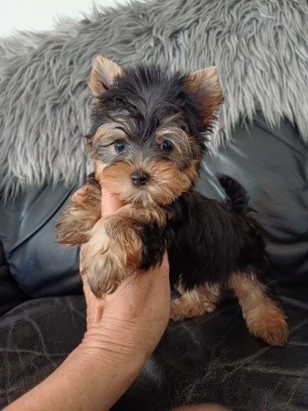 yorkshire terrier , yorky