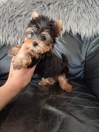 yorkshire terrier , yorky