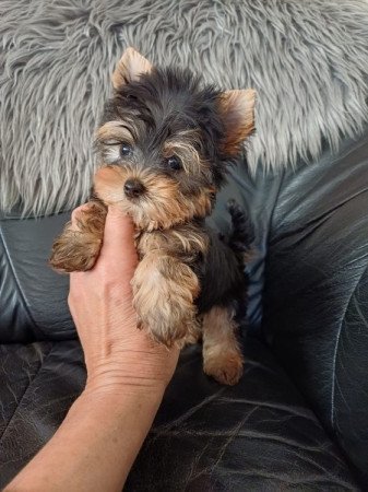 yorkshire terrier , yorky