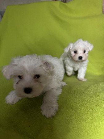 Bichon havanese