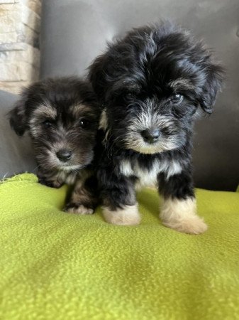 Bichon havanese