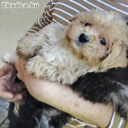 Bichon havanese