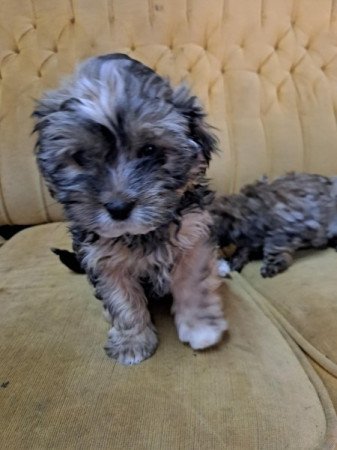 Bichon havanese