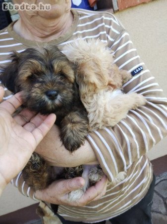 Bichon havanese