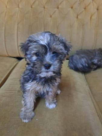 Bichon havanese