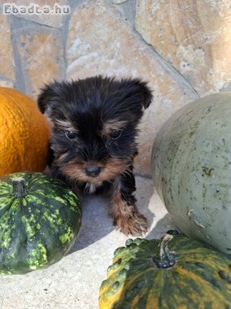 Yorkshire Terrier bébik