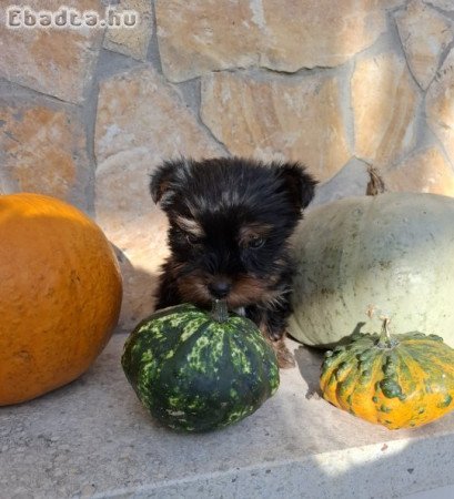 Yorkshire Terrier bébik