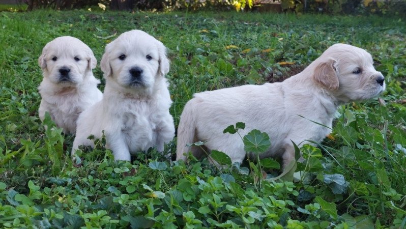 Golden Retriever